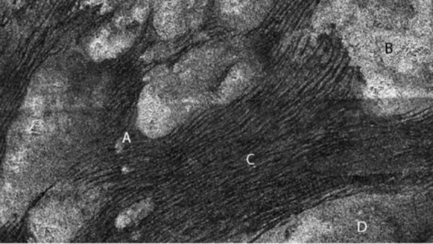 <p>Sand dunes</p><p>It has eolian processes so wind and it has an atmosphere</p>