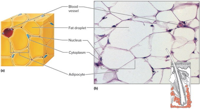 <p>Type of tissue?</p>