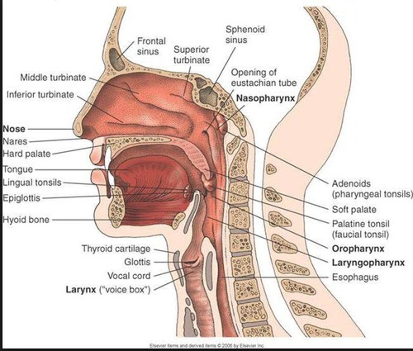 <p>The tube that carries food from the mouth to the stomach.</p>
