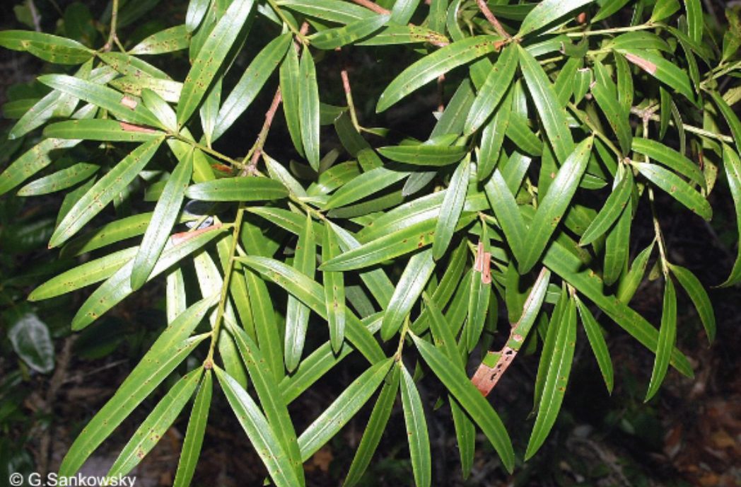 <p>lance-like leaves</p>
