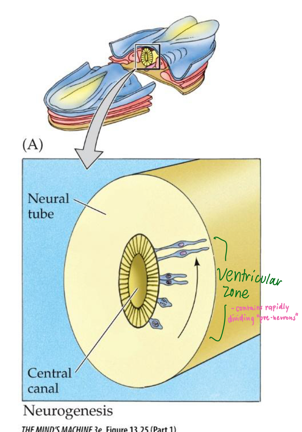 <p>The hippocampus, especially in the denate gyrus.</p><p>Neurogenesis: mitosis produces neurons from non-neuronal cells within the ventricular zone, the innermost layer of the neural tube. </p>