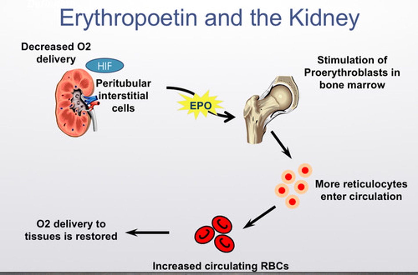 <p>tx is erythropoiesis stimulating agents, basically synthetic erythropoietin</p>