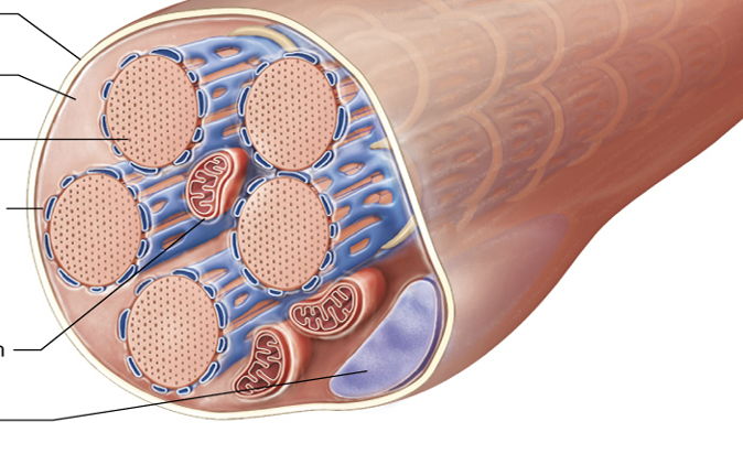 Label to following muscle cell (myocyte) from top to bottom. 
- Sarcoplasmic reticulum 
- Myofibril 
- Mitochondrion
- Sarcoplasm 
- Nucleus
- Sarcolemma
