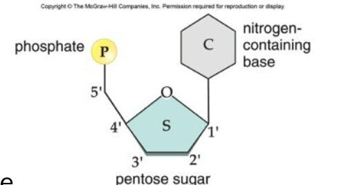 <p>Nucleotides; nitrogenous base, pentose sugar (deoxyribose or ribose), phosphate group</p>