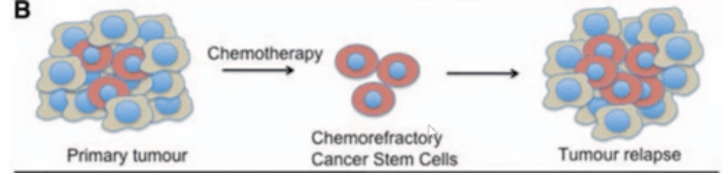 <p>- Cancer stem cells are more resistant to chemotherapy.</p><p>- Chemotherapy may destroy normal tumour cells however cannot kill cancer stem cells.</p><p>- This allows a tumour relapse to occur.</p>