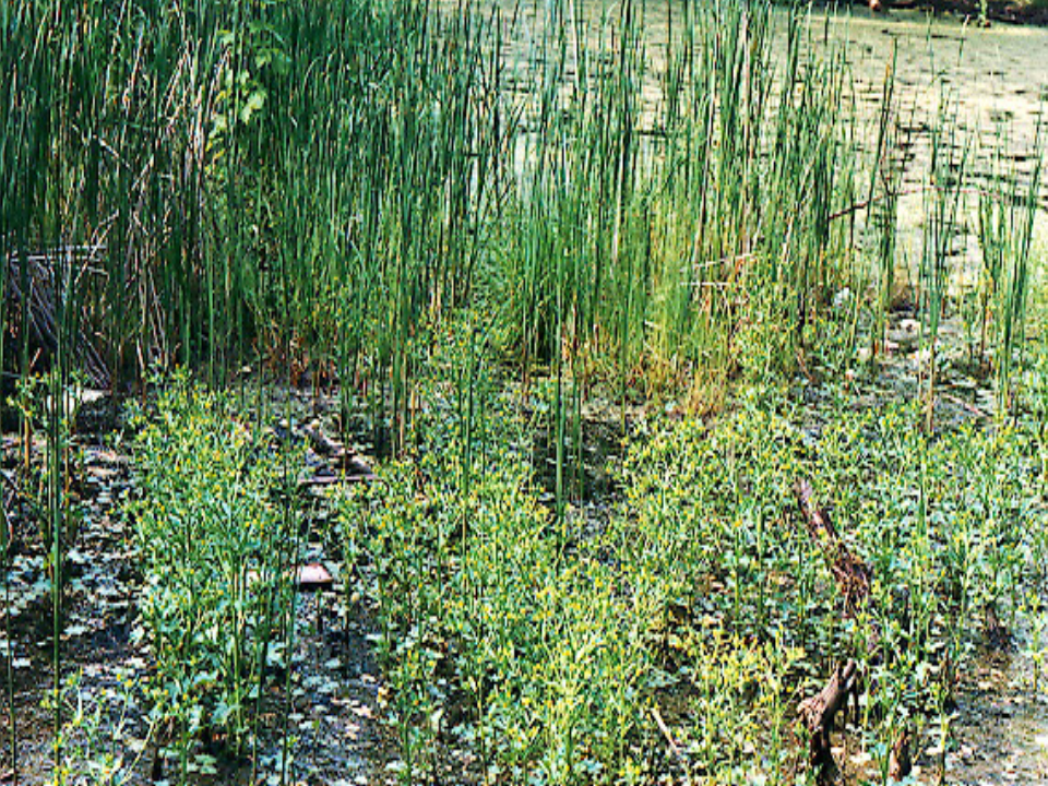 <p>What biome is this and why</p>