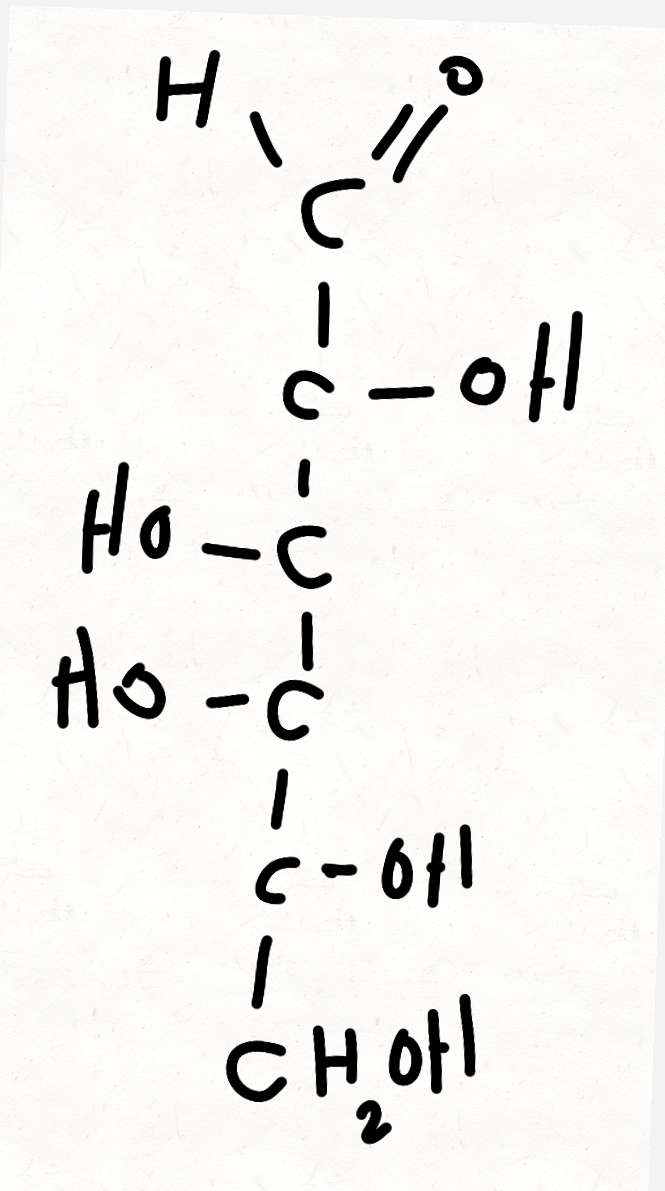 <p>part of lactose (milk sugar), converted into glucose in the body.</p>