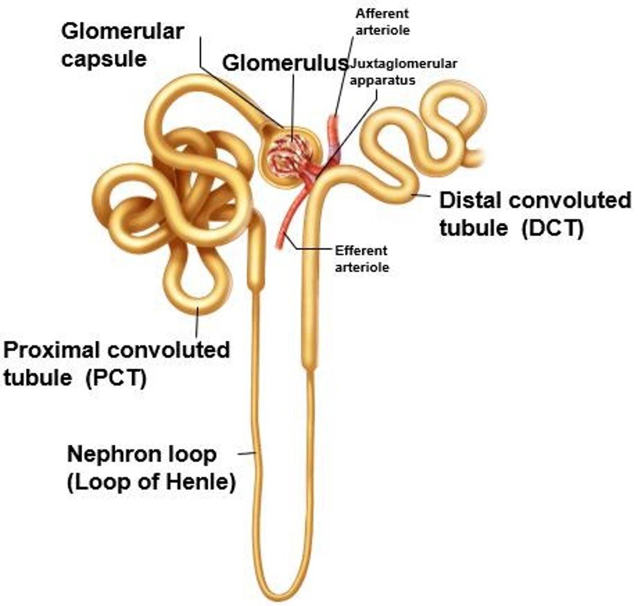 <p>The nephron</p>
