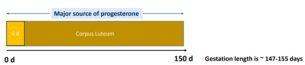 <p>Gestation length is ~ 147-155 days</p><p>CL - 0-150d (the entire gestation is sole P4 source)</p>