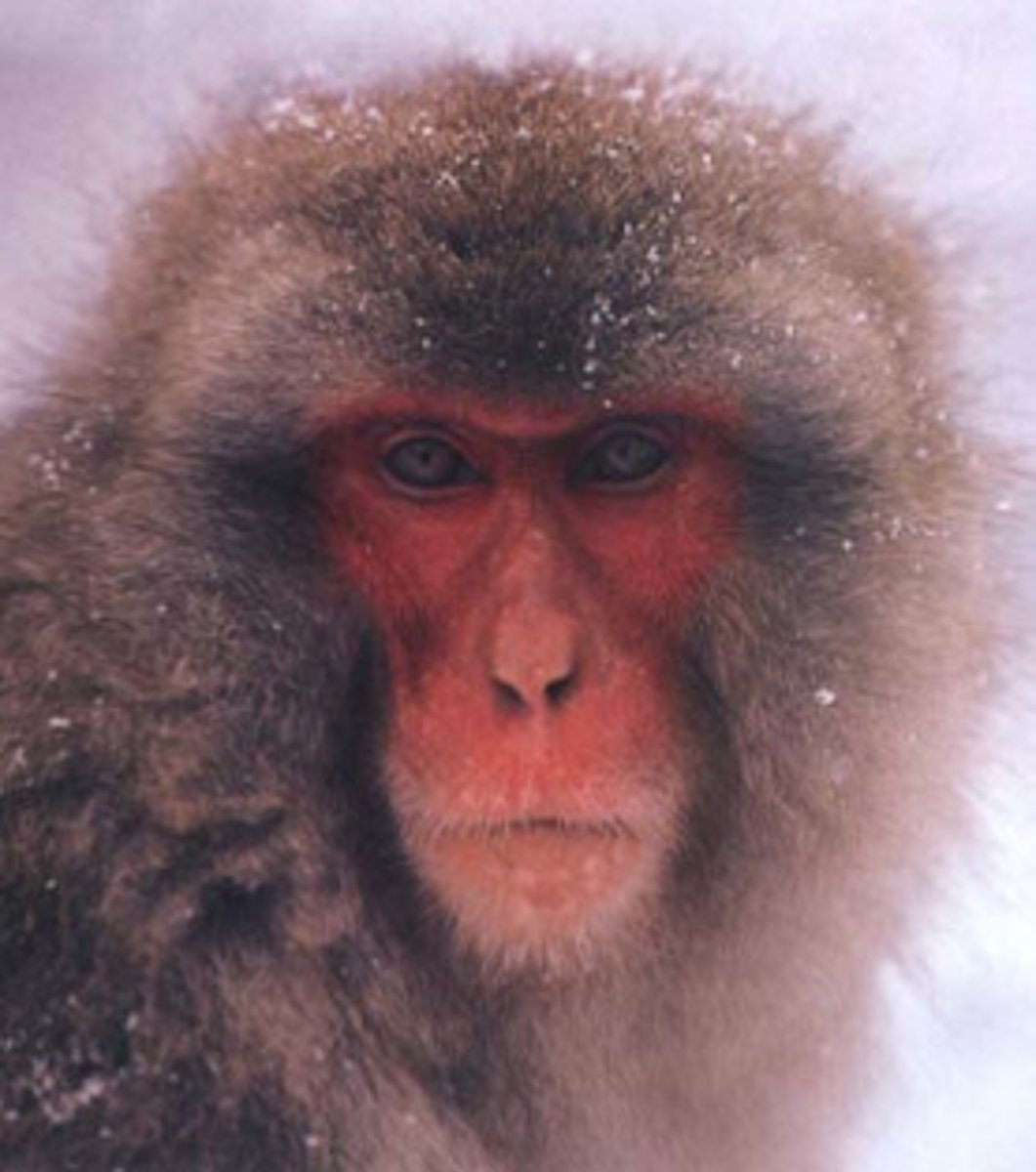 <p>New innovative behavior in washing sweet potatoes, demonstrating cultural transmission.</p>