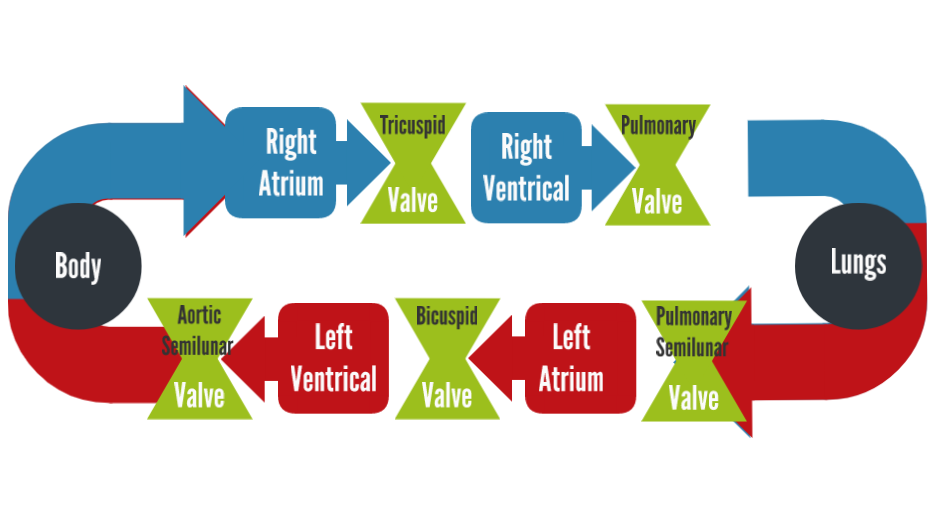 <p><strong>Pulmonary circulation </strong>(memorize the flow)</p>