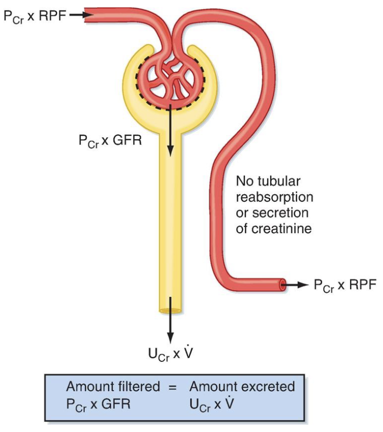 <p>a more practical, less invasive way of determining GFR</p><ul><li><p>produced by muscles at a constant rate (byproduct of normal skeletal muscle metabolism)</p></li><li><p>freely filtered</p></li><li><p>not reabsorbed</p></li><li><p>slightly secreted</p></li><li><p>RPCcr = to true GFR</p></li></ul><p></p>