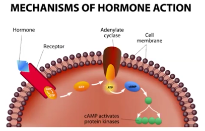 <p><strong>Transduction</strong></p>