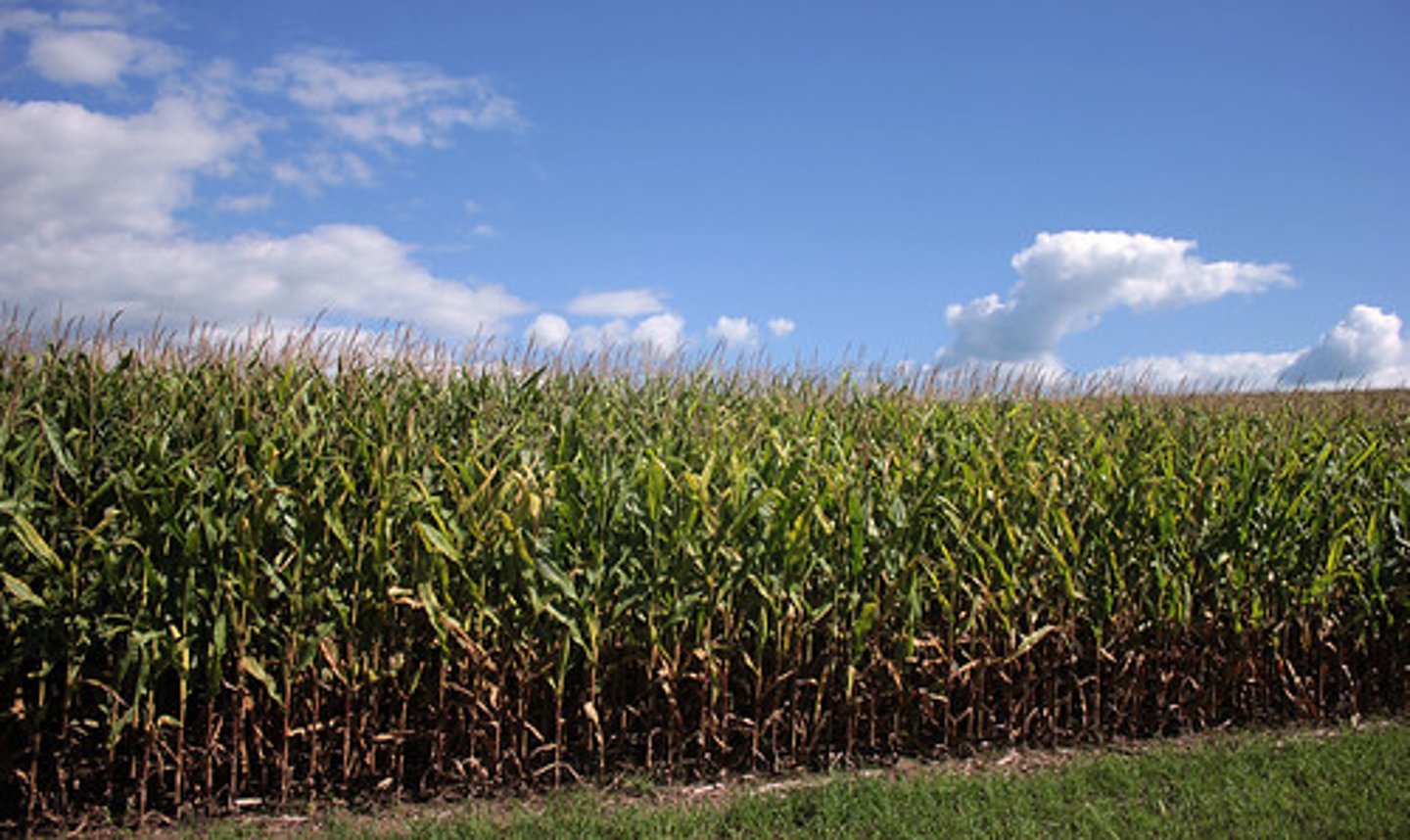 <p>where the plants grow on a farm</p>