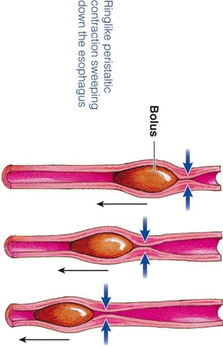 Overview of the Digestive System Functions and Processes Flashcards Knowt