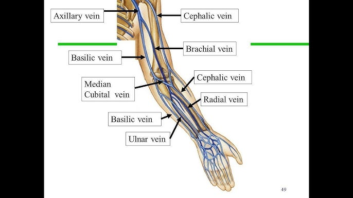 <p>the basilic vein dives deep in the ____ region </p>