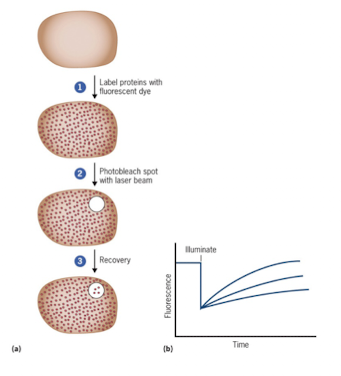 <ol><li><p>Fuse protein to GFP</p></li><li><p>Bleach a membrane region with laser (confocal microscopy)</p></li><li><p>If fluorescence recovers → protein is mobile</p></li><li><p>If it doesn’t recover → protein is static</p></li></ol><p></p>