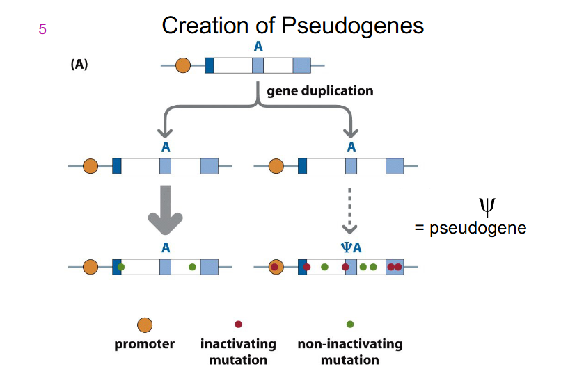 <p>Pseudogenes</p>