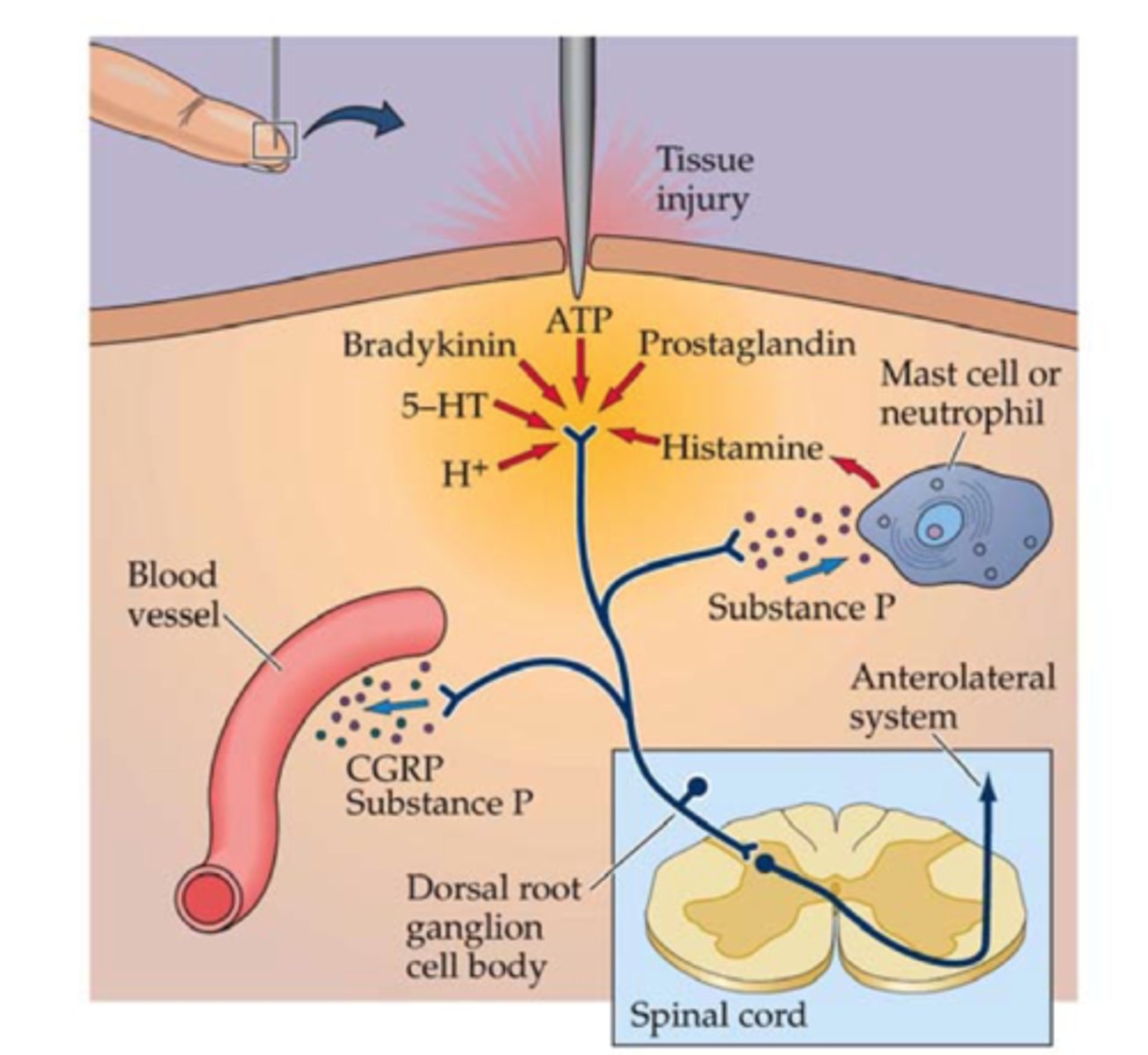 <p>the stimulation of pain nerve fibers (nociceptors)</p><p>- found in both somatic and visceral locations</p><p>- distinguishes between noxious and innocuous stimuli</p><p>- noxious stimuli activate cytokines and chemokines that sensitize nociceptors</p>