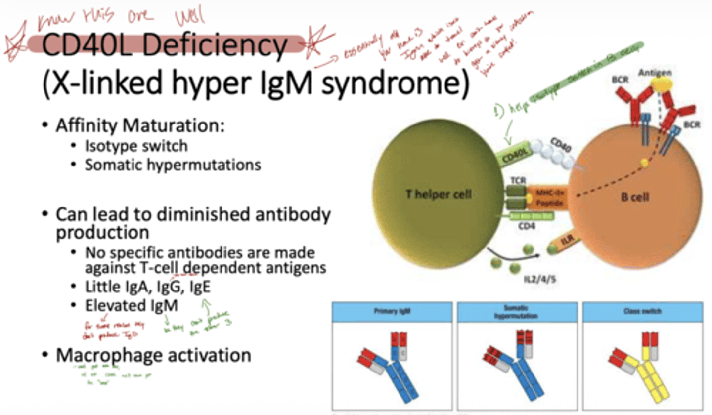 <p>A: T cells cannot signal B cells via CD40-CD40L interaction, so B cells cannot undergo isotype switching, somatic hypermutation, or affinity maturation, resulting in very low IgG, IgA, and IgE, but normal or high IgM.</p>