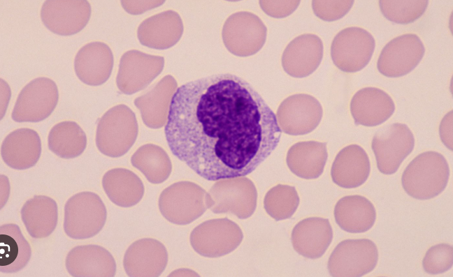 <p>Identify the leukocyte</p>
