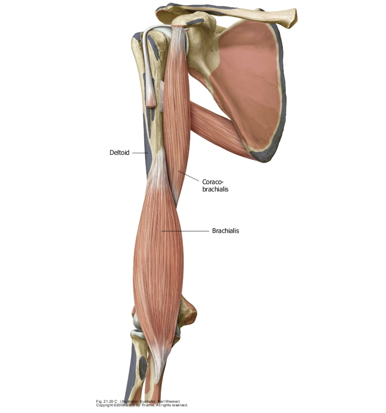 <p>What is the insertion of brachialis?</p>
