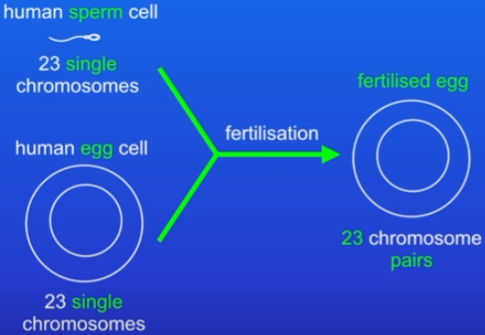 <ul><li><p>in sexual reproduction male and female gametes fuse </p></li><li><p>after this fertilisation, the cell now has the normal number of chromosomes</p></li></ul>