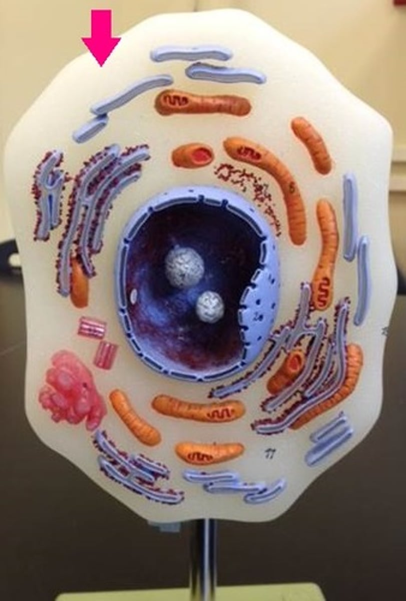 <p>contains dissolved solutes</p>