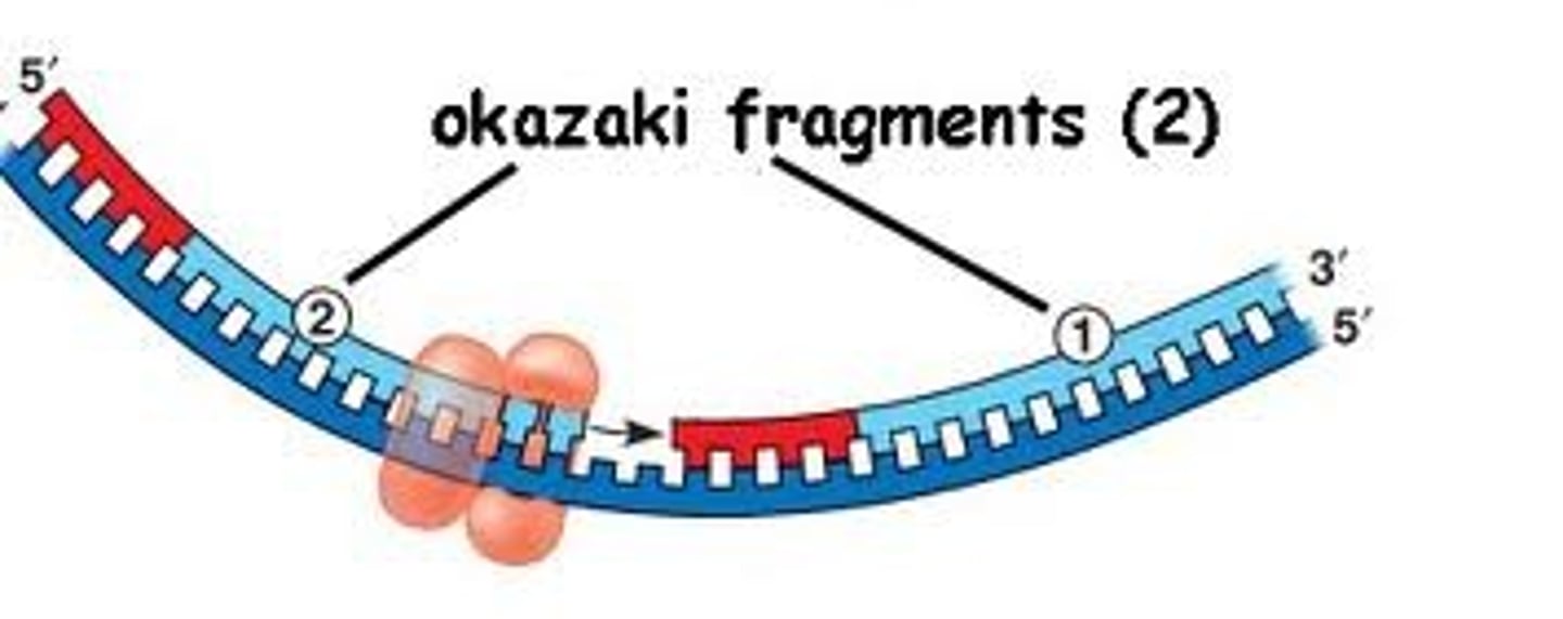 <p>how lagging strand is synthesized</p><p>Small fragments of DNA produced on the lagging strand during DNA replication; primer + 100-200 DNA nucleotides</p>