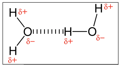 <ul><li><p><span style="color: purple">This is the strongest type of intermolecular force </span></p></li><li><p><span style="color: purple">hydrogen bonds only form between hydrogen and the 3 most electronegative atoms: nitrogen, oxygen and fluorine </span></p></li><li><p><span style="color: purple">the lone pair on these toms forms a bond with a hydrogen atom from another molecule, shown with a dotted line </span></p></li><li><p><span style="color: purple">molecules held together with hydrogen bonds have a much higher melting and boiling points compared to similar sized molecules without hydrogen bonding </span></p></li><li><p><span style="color: purple">this shows how the type of intermolecular forces acting between the molecules heavily influences the physical properties of a substance </span></p></li></ul>