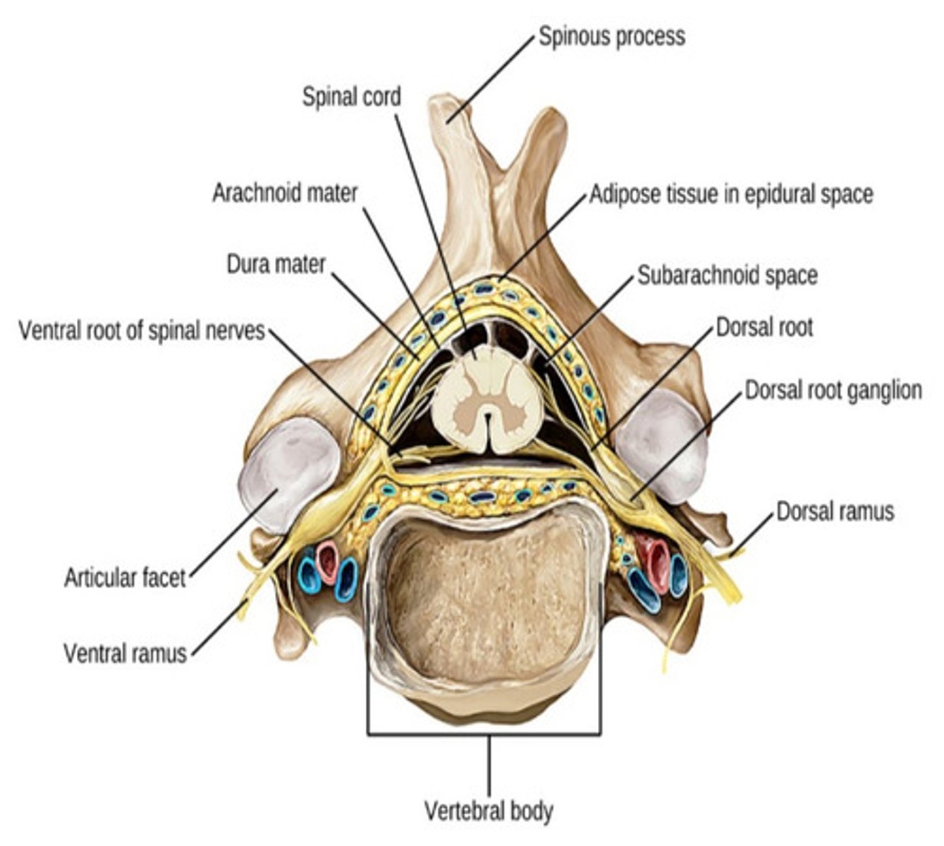 <p>Sensory signals are passed into the spinal cord through the dorsal root of each spinal nerve. Sensory (afferent) spinal nerve cell bodies are clustered together in the dorsal root ganglion</p><p>Motor (efferent) signals from the spinal cord pass through the ventral root of each spinal nerve to trigger an action of either a skeletal muscle contraction or a gland secretion</p>