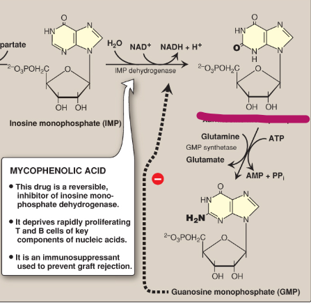 <p>Name this section of GMP synthesis.</p>