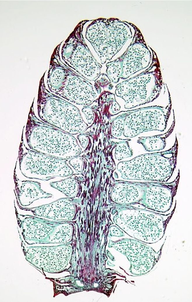 <p>Pollen cone</p>