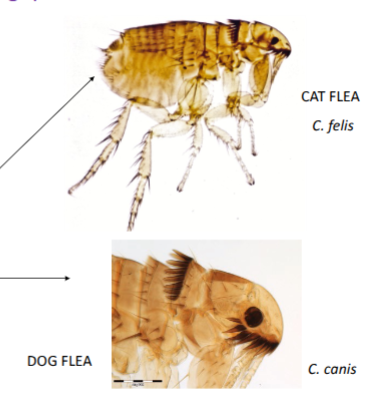 <p>place flea in 10% potassium hydroxide</p><p>water</p><p>dehydrate in alcohol series to 100%</p><p>xylene to clear</p><p>DPX or similar to mount on glass slide</p><p>nice clear prep for ID</p>