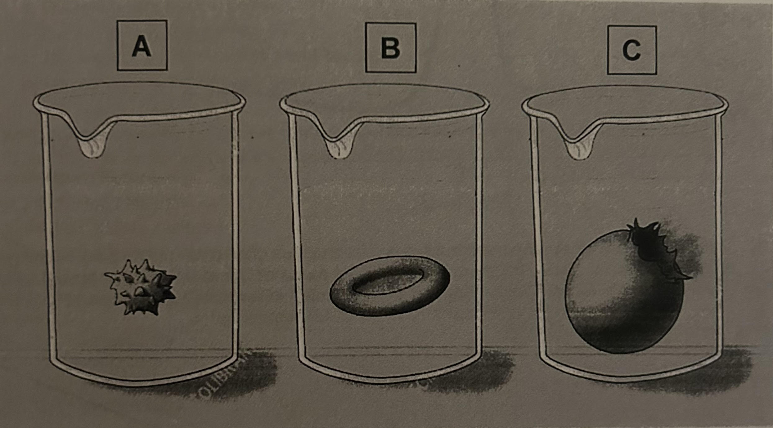 <p>Label which solution is isotonic, hypotonic, and hypertonic </p>