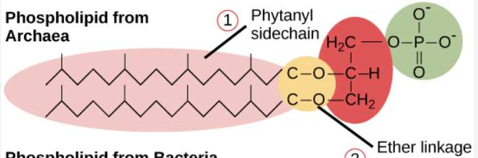 <p>have a monolayer, isoprenoid, esther linkage </p>