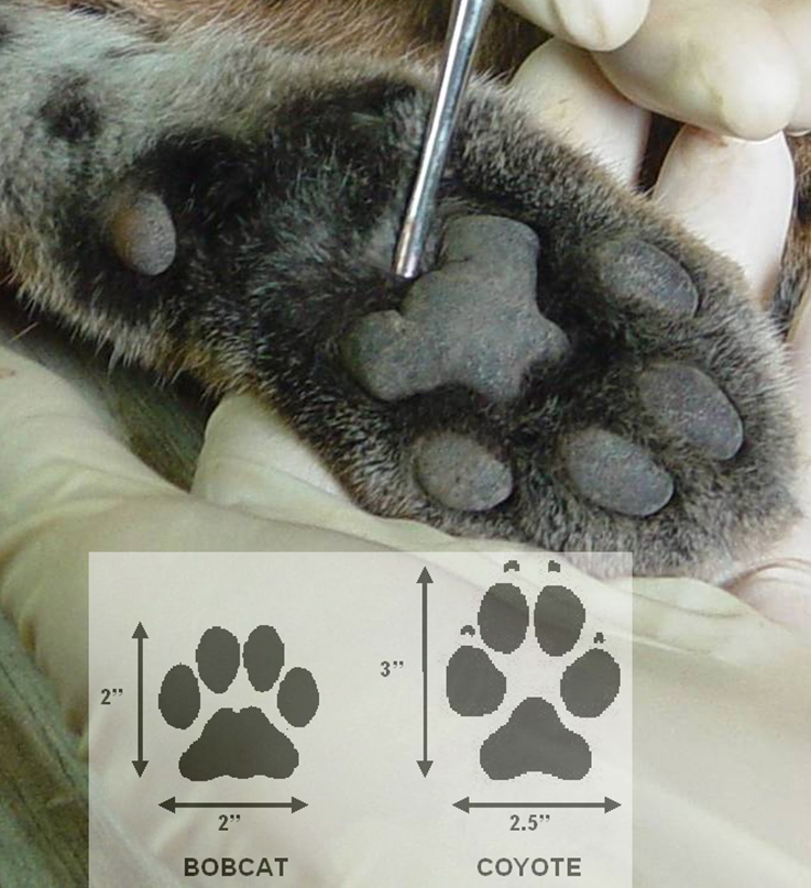 <p><span style="font-family: &quot;Google Sans&quot;;">the footprints or imprints left by mammals on a substrate like mud, snow, or sand. The study of these tracks, along with other animal signs</span></p>