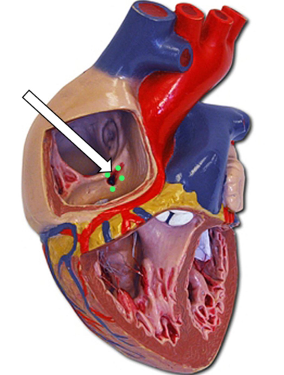 <p>name the structure</p>