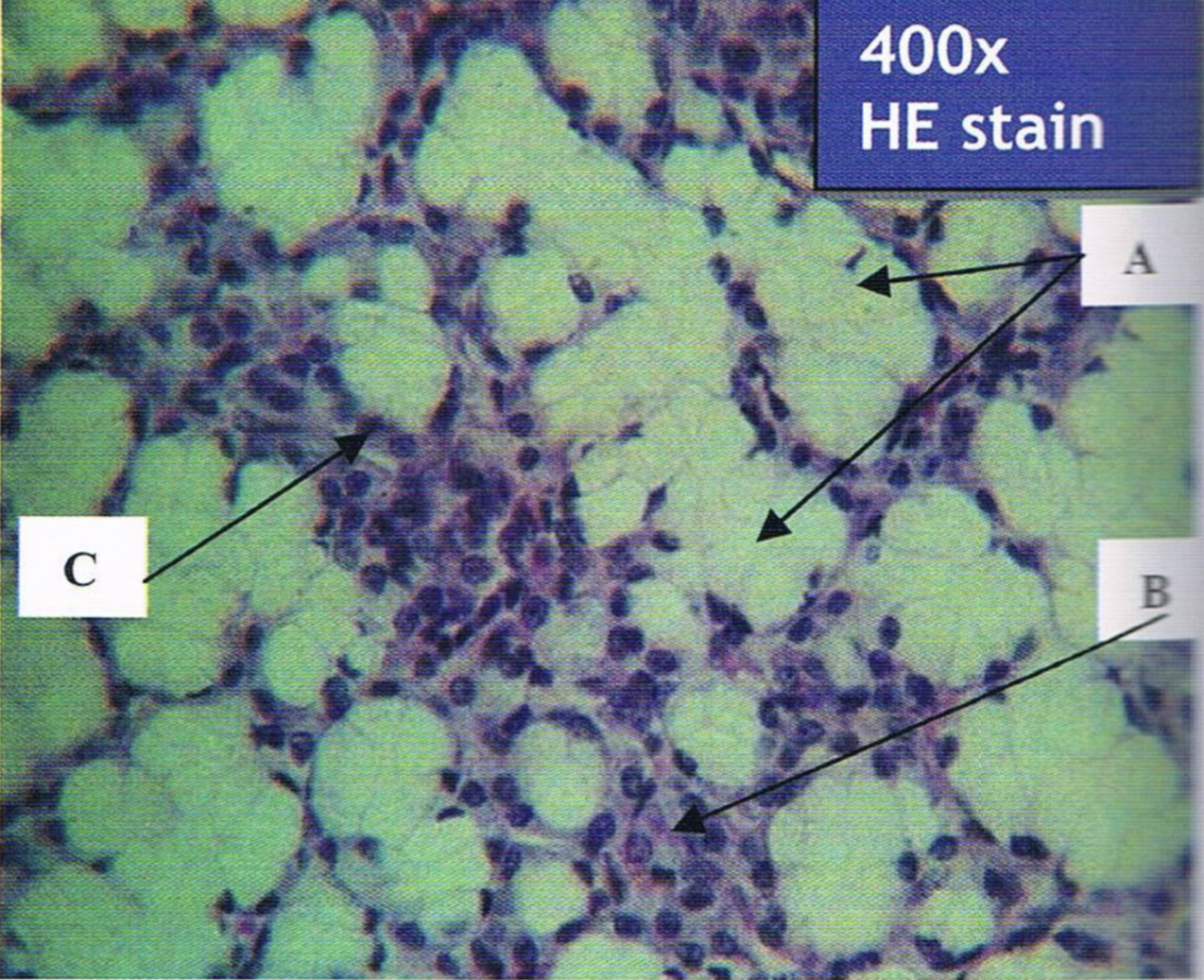 <p>Identify the structure</p>