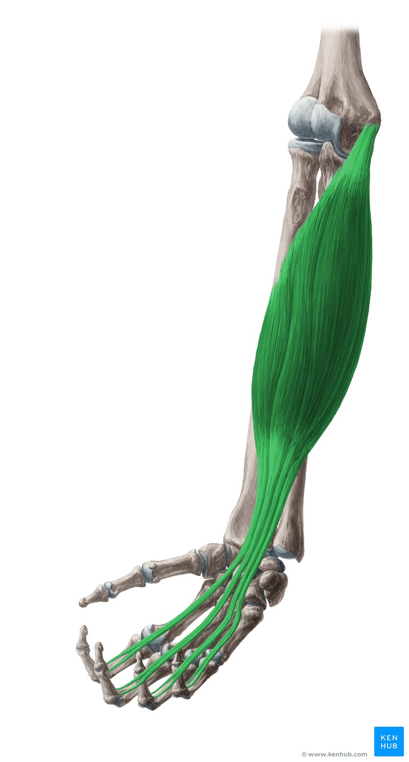 <p>Located in the anterior forearm; flexes fingers and wrist.</p>