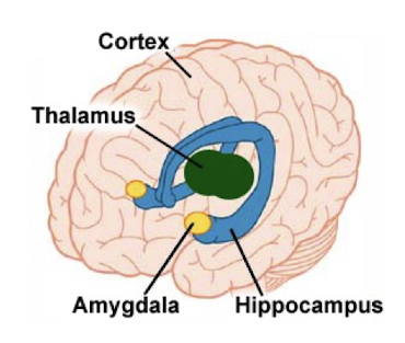 <p>Deep in the temporal lobe. </p>