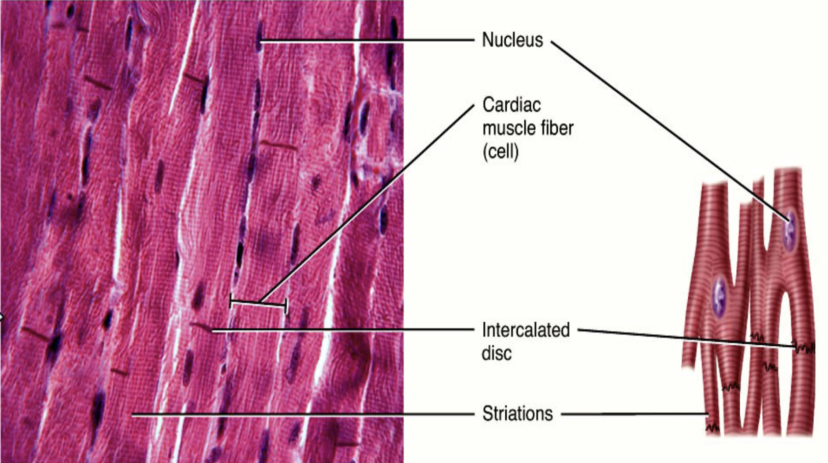 <ul><li><p>heart</p></li><li><p>involuntary contraction of heart </p></li></ul><p></p>