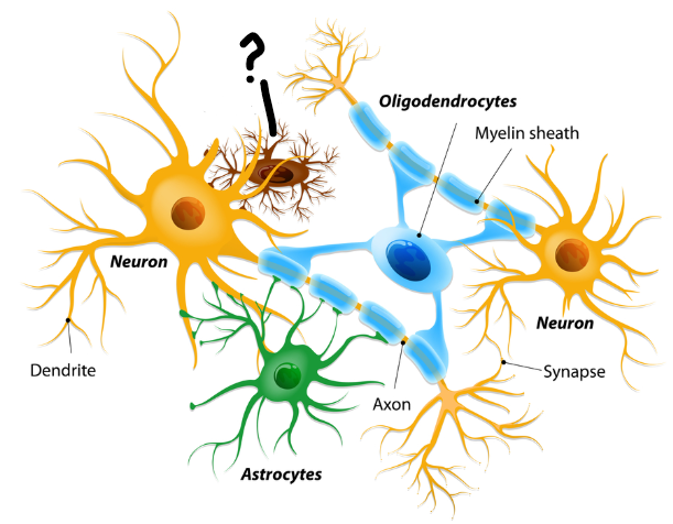 <p>What cell is this?</p>