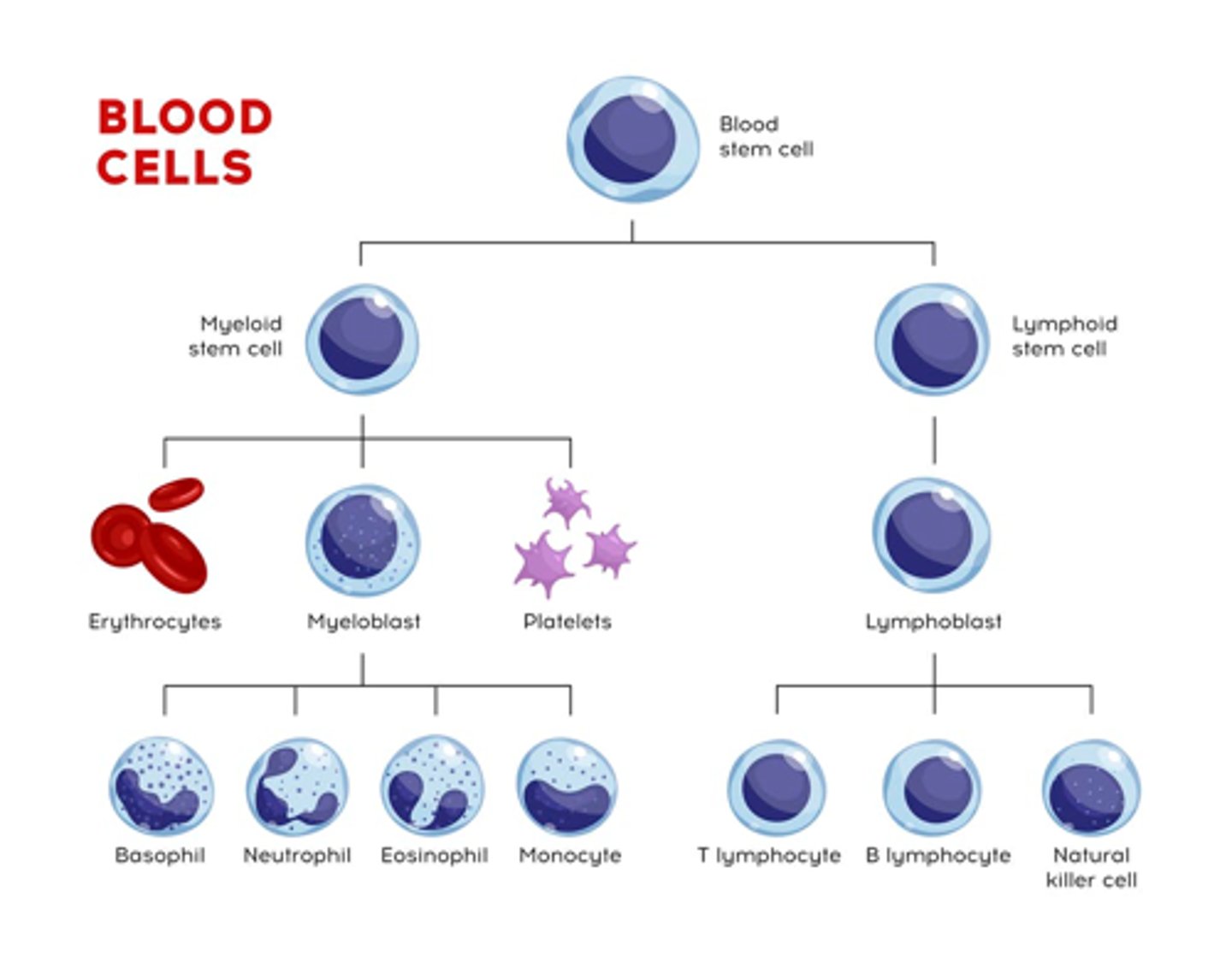 <p>B cells</p><p>–Main function: humoral immunity (creating specific antibodies)</p><p>T cells</p><p>–Two main functions: regulating immune system and killing cells with specific target Ag’s</p><p>•CD4+ helper cells: activate B cells, killer cells, and macrophages</p><p>•CD8+ cells: two types</p><p>–Cytotoxic CD8+ cells which kills cells infected by viruses or bacteria</p><p>–T-suppressor cells which inhibit immune responses</p>