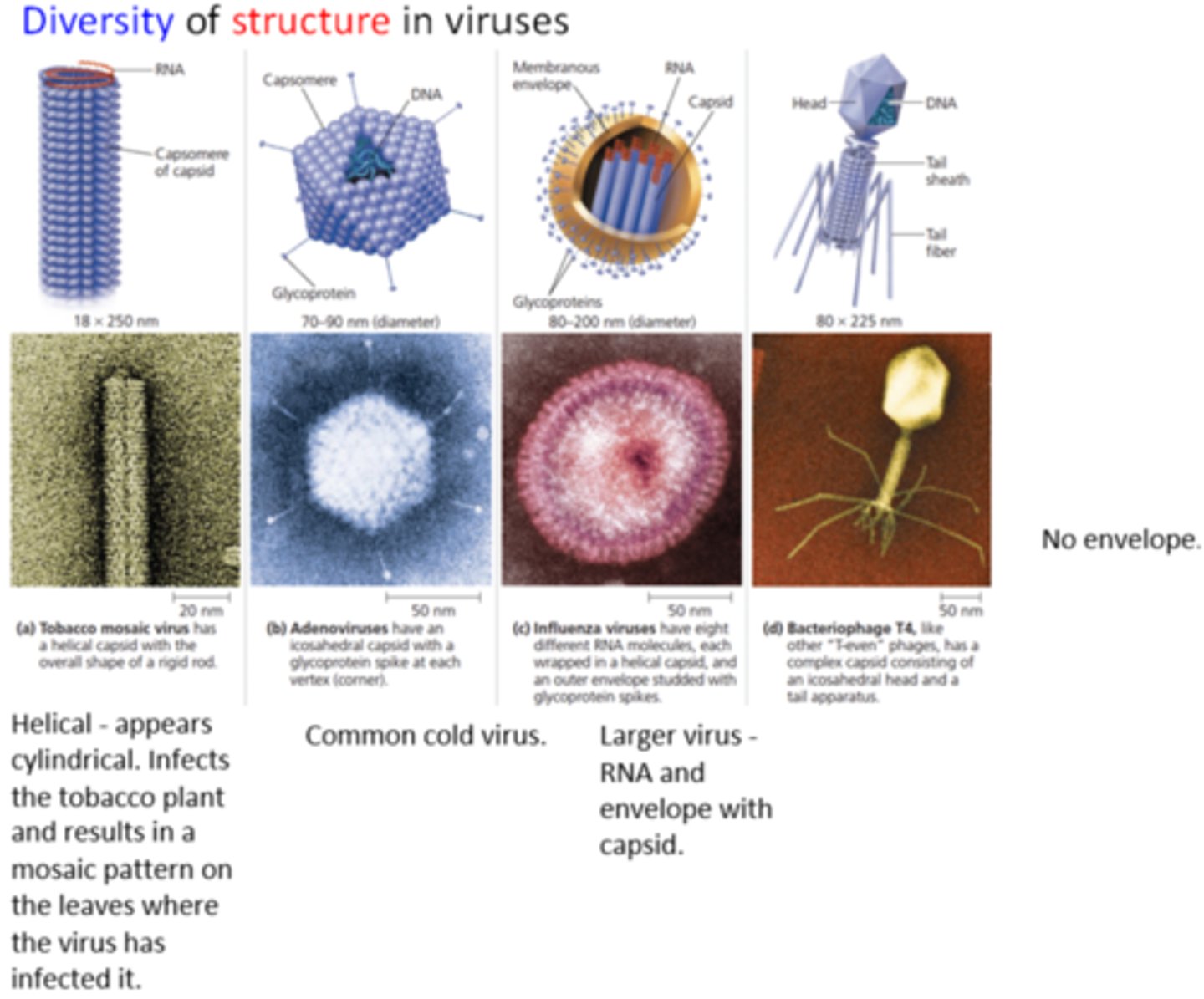 <p>- Shape (most commonly polyhedral, spherical, helical, and complex)</p><p>- Size</p><p>- Genetic material (RNA, DNA, single-stranded, double-stranded)</p><p>- The presence of an envelope or its lack</p>