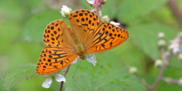 <p><em>Argynnis paphia </em></p><p>pale-orange wings</p><p>black spots and lines on wings</p>
