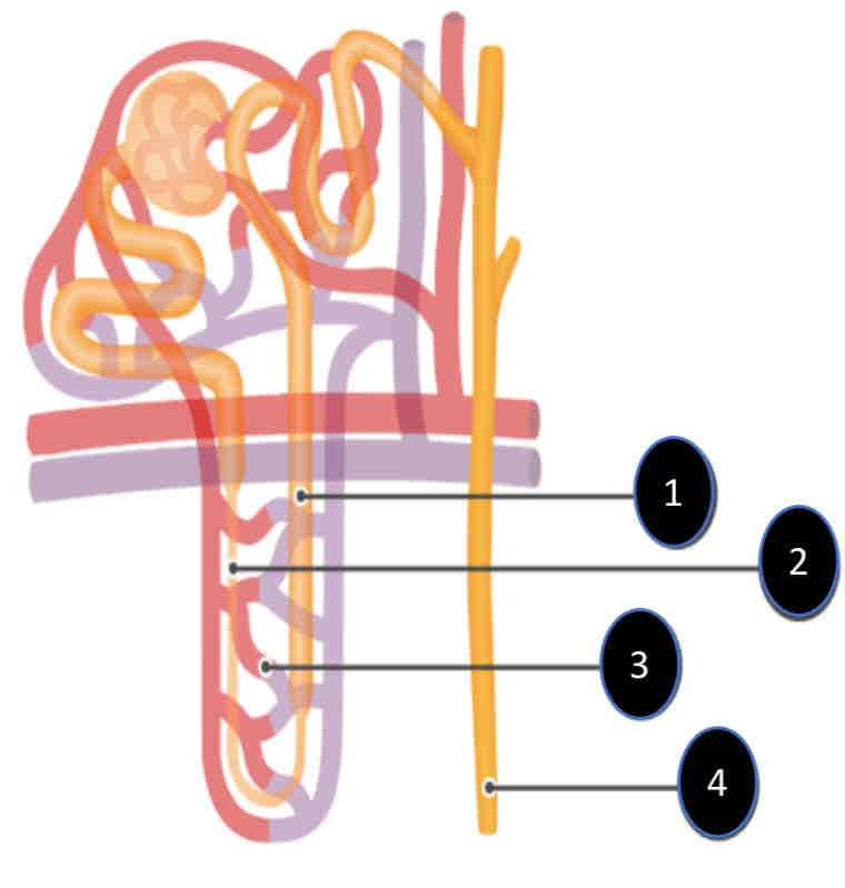 <ol><li><p>Ascending limb</p></li><li><p>Descending limb</p></li><li><p>Vasa Recta Capillary</p></li><li><p>Collecting duct</p></li></ol>