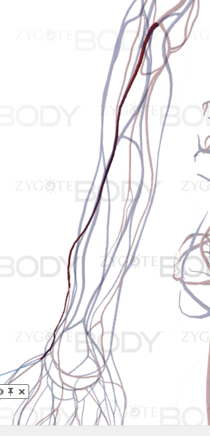 <p>Where is this located (Lateral to the body if image does not show up)</p>