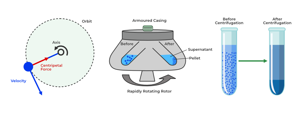 <p>Spinning a mixture at high speeds to separate components of different densities.</p>