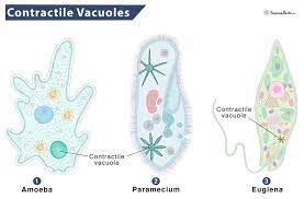 <p> A membranous sac that helps move excess water out of certain freshwater protists. </p>